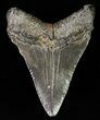 Juvenile Megalodon Tooth #61799-1